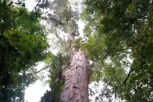 亞馬遜樹王。（圖：優兔）