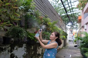 每日，黎氏翠女士（第三郡第九坊黃沙街８３７號巷）經常照料在小巷牆上種植的綠樹。