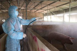 巴地-頭頓再爆發非洲豬瘟和口蹄疫情