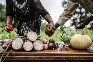 在肯尼亞的塔伊塔，人們為一節農業培訓課程準備蔬菜。（圖：糧農組織）