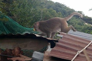 200 只野生猴子闯居民区觅食