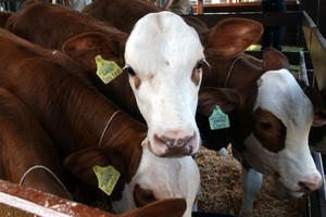 数国暂停进口巴西牛肉