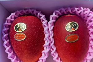 日本顶级芒果拍出天价