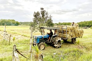 古芝县安仁西乡的水稻种植活动。