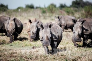 非洲白犀牛数量自 2012 年以来首增长