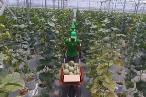 市高新技术农业园区在收获农产品。