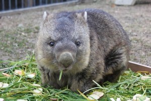 世上最长寿袋熊迎 35 岁