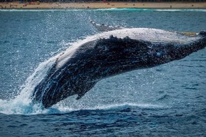 日本将长须鲸列入捕鲸名单，林芳正：传承食文化很重要。 (网上图片)