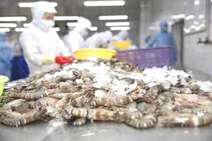 虾业有望实现出口额达40亿美元的目标。