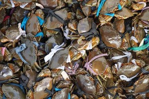 茶荣省饲养海蟹价格暴跌