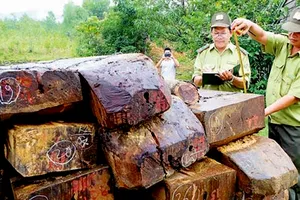 Kiểm lâm bị thương, hy sinh được coi như thương binh, liệt sỹ