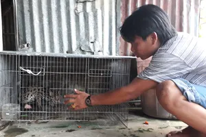  Con mèo rừng quý hiếm  mà anh Bào bắt được. Ảnh: NGỌC CHÁNH