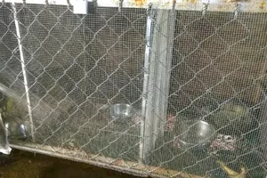 Kỳ dà vân đang được nuôi ở hộ ông Lương Hòa Anh. Ảnh: VĨNH THUẬN