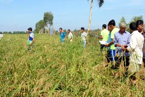 Cánh đồng lúa mùa nổi ở An Giang. Ảnh: NGUYỄN CHÍ THANH