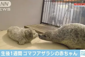 Hải cẩu con được sinh ra phủ đầy lông trắng, khác xa bố mẹ 