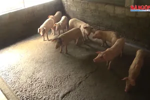 Quảng Nam nỗ lực xử lý ổ dịch tả heo châu Phi