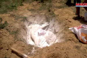 Liên tiếp xuất hiện nhiều ổ dịch tả heo châu Phi tại Đà Nẵng