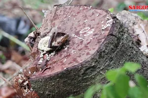 Khu rừng đặc dụng rộng gần 1.000 m² ở Đà Lạt bị phá trắng