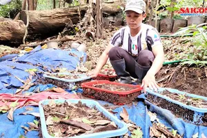 Xác định được nguyên nhân sâm Ngọc Linh chết hàng loạt, làm người trồng đổ nợ