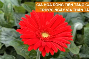 Giá hoa đồng tiền tăng cao trước ngày Vía Thần Tài