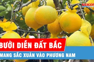 Bưởi Diễn Hưng Yên vào Nam đón Tết sớm