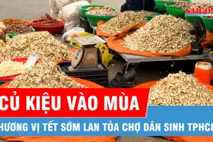 Củ kiệu vào mùa, hương vị Tết sớm lan tỏa chợ dân sinh TPHCM 