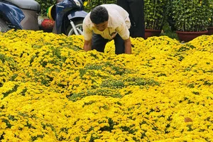 Tiểu thương hoa tết lo "sốt vó" vì mưa trái mùa