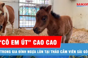Xuất hiện “cô em út” Ca Cao trong gia đình ngựa lùn tại Thảo Cầm Viên Sài Gòn