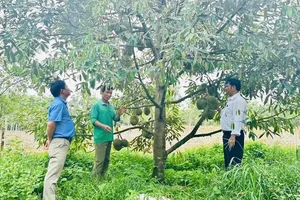 Xã Phước Thành tổ chức lại sản xuất gắn với mã số vùng trồng và nhu cầu thị trường