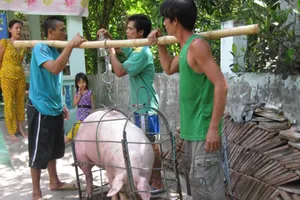 ĐBSCL: Heo tiêu thụ chậm, người nuôi lỗ 3.000- 6.000 đồng/kg