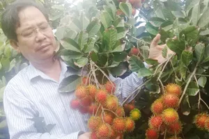 TS Bùi Thanh Liêm - Trưởng phòng NN-PTNT Chợ Lách khảo sát giống chôm chôm mới cho năng suất và chất lượng cao