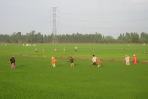 Nhiều diện tích lúa thu đông 2017 ở ĐBSCL nguy cơ bùng phát bệnh rầy nâu