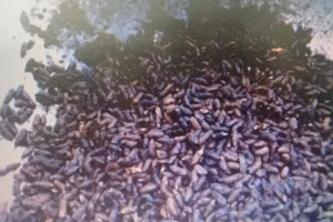 Nghi vấn gạo giả nấu lên chuyển màu đen, vón cục ở Đồng Tháp