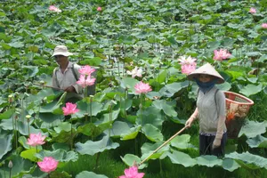 Sen vốn là niềm tự hào của  Đồng Tháp