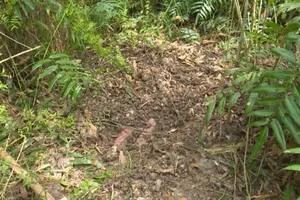 Khu vực chôn xác nạn nhân