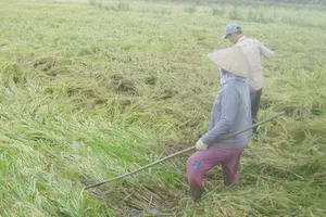 Hàng chục ngàn ha lúa bị ngã đổ sau bão số 16