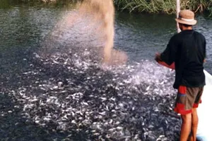 Đã có 800ha diện tích nuôi cá tra giống tăng nhanh trong thời gian qua