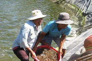 Bộ NN-PTNT khuyến cáo không bán tháo tôm thẻ ào ạt
