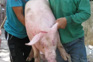 ĐBSCL siết chặt vận chuyển động vật, nhất là khu vực biên giới