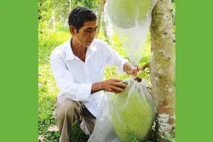 Cảnh báo việc ùn ùn trồng mít Thái xuất sang Trung Quốc