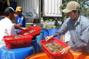 Giá tôm ĐBSCL giảm mạnh