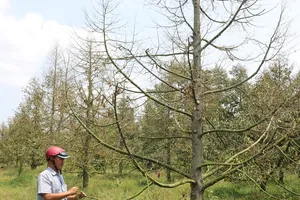 Hàng ngàn ha vườn cây đặc sản ở ĐBSCL bị thiệt hại do hạn mặn