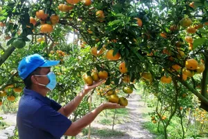 Toàn huyện Lai Vung có khoảng 120ha quýt hồng đang cho trái, với sản lượng khoảng 2.500 tấn, phục vụ thị trường tết 2022