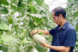 Trồng dưa lưới bằng công nghệ cao mang lại hiệu quả kinh tế cho người trồng ở TPHCM
