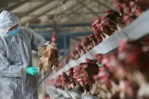 Thủ tướng chỉ đạo không để xảy ra hiện tượng dịch chồng dịch