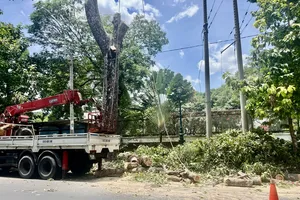 Xử lý các trường hợp xâm hại cây xanh