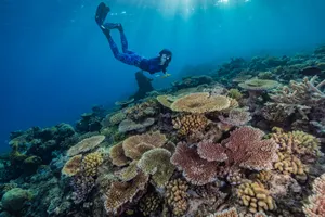 Mô hình học sâu mới của Dell nâng cao nỗ lực bảo tồn Rạn san hô Bờ Đá Lớn bằng cách giảm thời gian phân tính hình ảnh rạn san hô