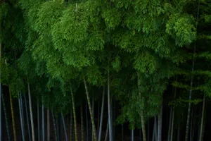 Xiaomi sẽ giảm thiểu lượng phát thải carbon thông qua việc nghiên cứu và phát triển các công nghệ sạch