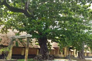 Phải bảo vệ cây cổ thụ nằm ngoài khu vực bảo vệ di tích