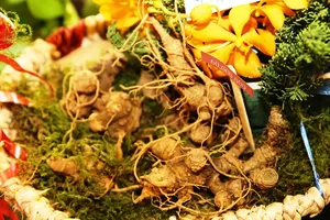 Triển lãm Sâm Ngọc Linh ra mắt người dân thủ đô